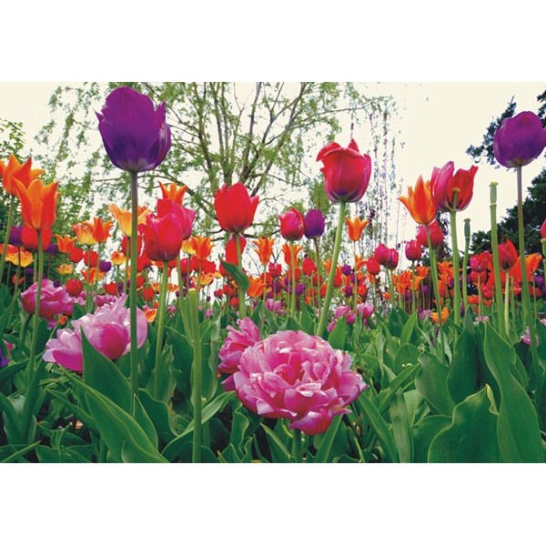 Fotomural TULIPS AND PEONY